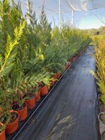 cupressociparis-leylandii-innestato