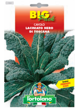 cavolo-laciniato-nero-di-toscana-sementi-lortolano