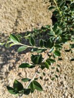 cotoneaster-franchetii-vs-20