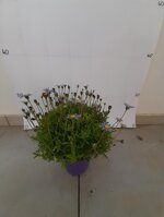 felicia-amelloides-agathea-margerita-blu-azzurra-vaso-15