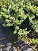 juniperus-conferta-blue-pacific-ginepro-vs18