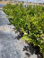 ligustrum-texanum-vs1824