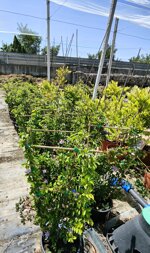 spalliera-di-grewia-occidentalis-vaso-18