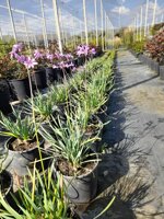 tulbaghia-violacea-vaso-18