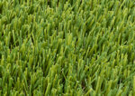 lolium43-lolium-prato-sintetico-identico-al-vero
