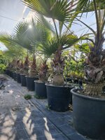 washingtonia-robusta-palma-messicana-vs-40-diametro-base-tronco-20-22-cm