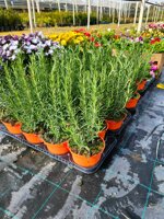 rosmarino-salvia-rosmarinus-vs14-pianta-aromatica