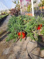 grevillea-juniperina-vs-16