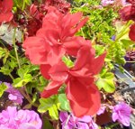 geranio-edera-pelargonium-haederifolium-peltatum-vaso-14-rosso-violetto