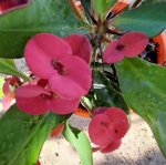 euphorbia-milii-vaso-14-rosso-rosa-giallo-pesco