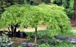 acer-palmatum-dissectum-viridis-acero-palamato-vs20-h-80100-cm