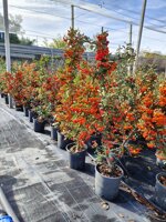 pyracantha-mohave-vs-18-h-7090-cm