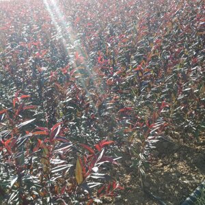 garnem-ibrido-tra-prunus-dulcis-x-prunus-persica-a-radice-nuda