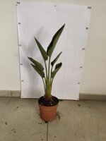 strelitzia-reginae-uccello-del-paradiso-vaso-18-h-5060-cm