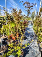 acer-palmatum-sango-kaku-acero-palmato-vs20-h80100-cm