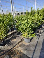 pittosporo-pittosporum-tobira-vaso-18-h-6070-cm