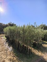 olivo-innestato-h-150170-cm-in-fitocella