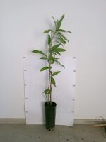 mango-mangifera-indica-innestato-in-vaso-h-90100-cm