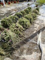 drosanthemum-hispidum-barba-di-giove-vs16