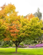 acer-palmatum-sango-kaku-acero-palmato-vs20-h80100-cm