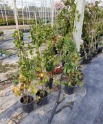 parthenocissus-quinquefolia-vite-americana-vs-18-h-90100-cm