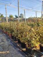 eleagnus-ebbingei-variegato-vs-18