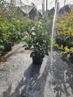 viburnum-lucidum-viburno-lucido-vaso-18-h-5060-cm