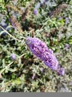 buddleja-pianta-delle-farfalle-vaso-18