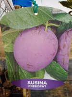 susina-alberi-da-frutto-in-fitocella-varieta-susina-pappagona-susina-president-black-amber