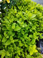 menta-spicata-vs-14-pianta-aromatica