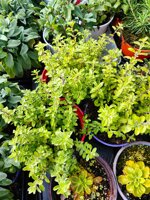 maggiorana-origanum-majorana-vs14-pianta-aromatica