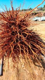 mandorlo-innestato-prunus-dulcis-a-radice-nuda-di-1-anno