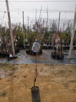 susina-alberi-da-frutto-in-fitocella-varieta-susina-pappagona-susina-president-black-amber