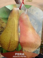 pera-alberi-da-frutto-in-fotocella-varieta-pera-coscia-pera-abate-fetel