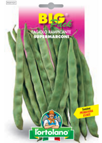 fagiolo-rampicante-supermarconi-sementi-lortolano