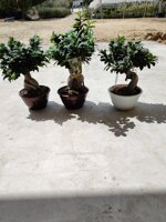 ficus-ginseng-bonsai