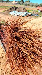 mandorlo-innestato-prunus-dulcis-a-radice-nuda-di-1-anno