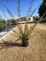 cotoneaster-franchetii-vs-20