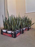 sansevieria-vs18-h-4555-cm