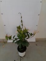 dipladenia-mandevilla-vaso-15-rosso-bianco