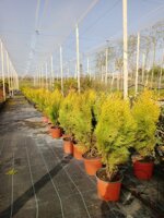 thuja-orientalis-compacta-nana-aurea-vs-18h-4050-cm