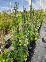 rhyncospermum-jasminoides-falso-gelsomino-h-90110-cm