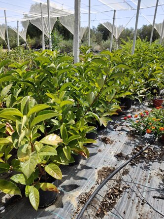 viburnum lucidum.jpeg