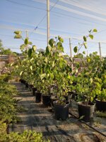cercis-siliquastrum-albero-di-giuda-vs20