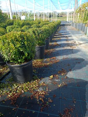 myrsine-africana-palloncino-vs-1824