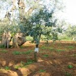 rincotrap-trappola-per-insetti-oziorrinco-e-forficula-15-cm-2025-metri-x-2