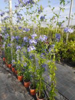 plumbago-capensis-h-100120-cm