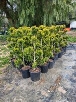 cupressocyparis-leylandii-innestato-a-pon-pon-h-80100-cm-e-h-120140-cm