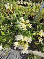 oleandro-nerium-olender-vaso-18-rosso-rosa-bianco-h-6080-cm