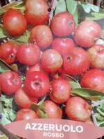 azeruolo-rosso-in-fitocella-h-140150-cm-alberi-da-frutto